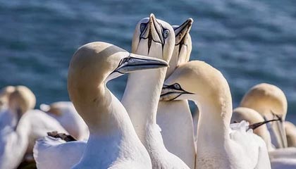 《后台光影：歌手A、演员B与C的三角涟漪》