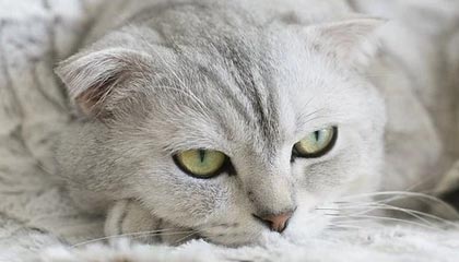 《戏里戏外皆情深：合约情侣巴厘岛续写真章》