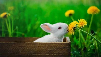 录音风暴：俄乌冲突关键会议内幕大起底